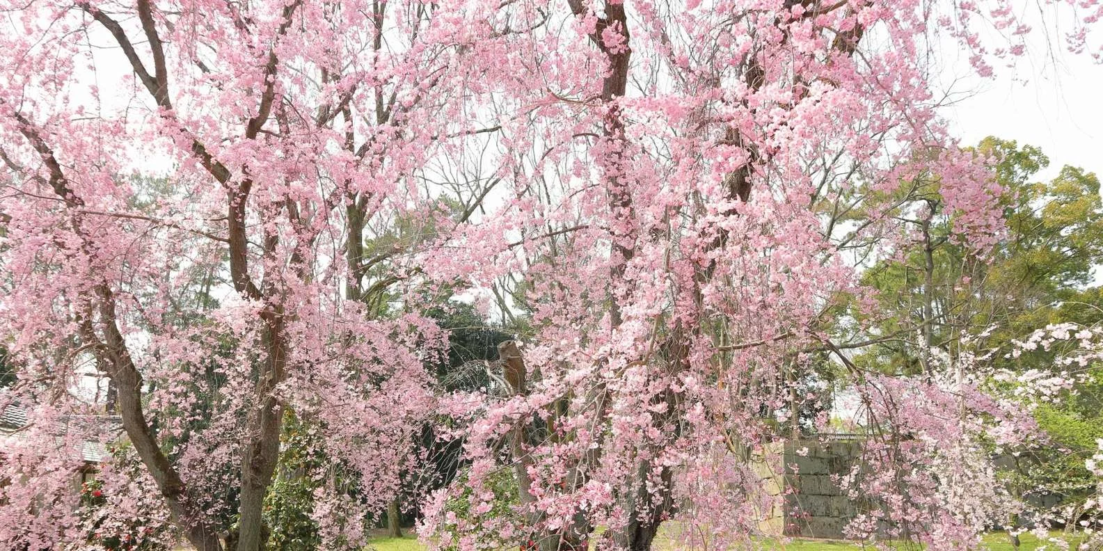 Nijo Castle entrance fee — gardens and stone lanterns