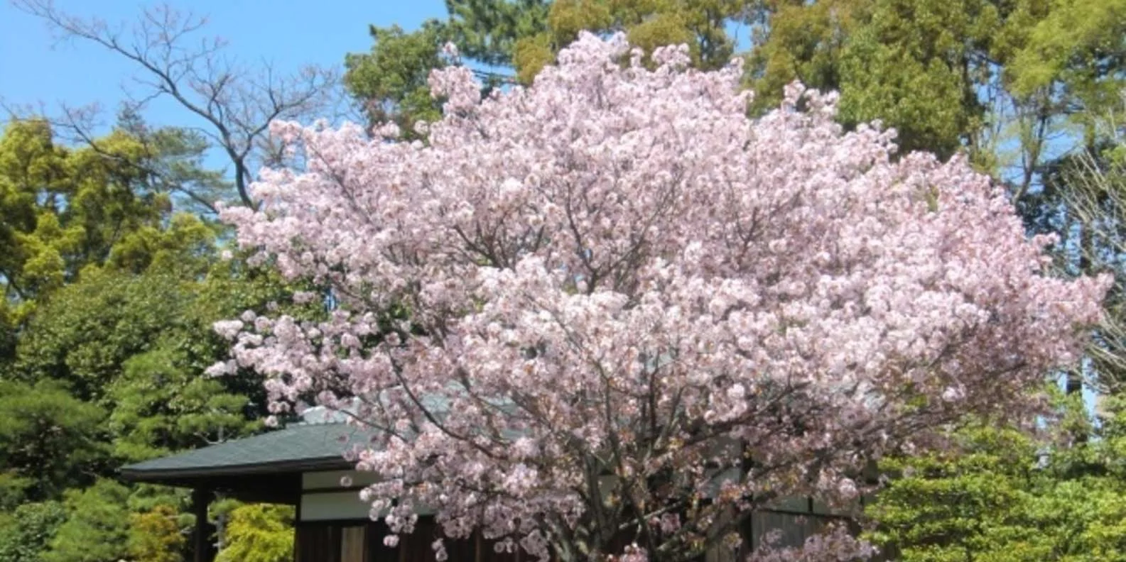 Nijo Castle guided tour — Karamon Gate entrance, Kyoto